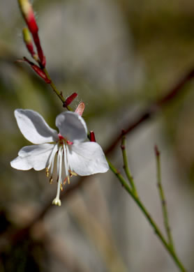 image of Oenothera filipes, Threadstalk Gaura, Slenderstalk Beeblossom