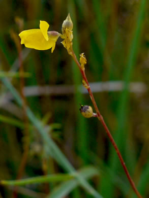 image of Utricularia juncea, Southern Bladderwort, Slender Horned Bladderwort