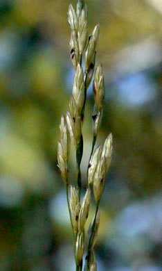 panicle