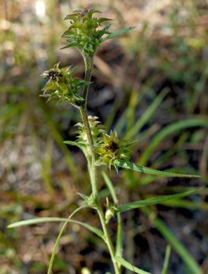 image of Liatris squarrosa var. squarrosa, Scaly Blazing-star, Squarrose Gayfeather, Longbracted Blazing-star