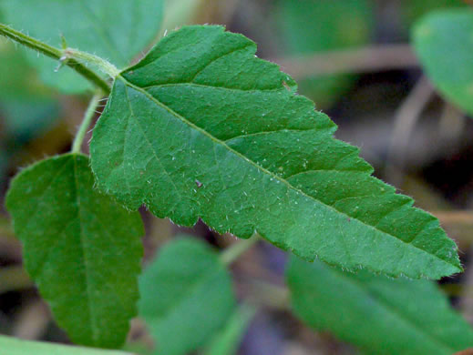 image of Tragia urticifolia, Nettleleaf Noseburn, Tragia