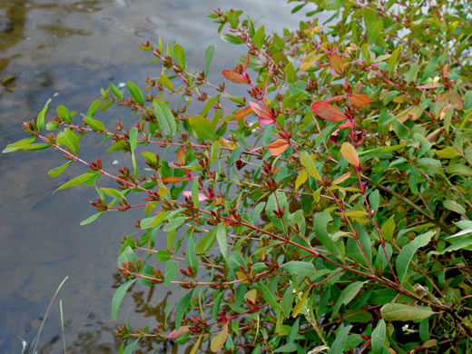 image of Triadenum walteri, Walter’s Marsh St. Johnswort, Greater Marsh St. Johnswort