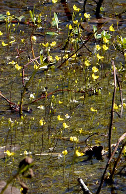 image of Utricularia biflora, Longspur Creeping Bladderwort, Twoflower Bladderwort