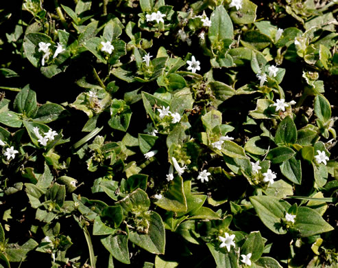 image of Richardia brasiliensis, Brazilian-clover, Tropical Mexican-clover, Tropical Richardia