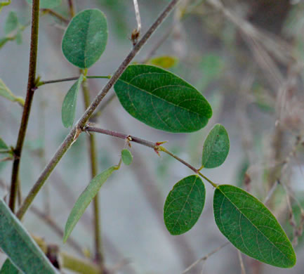 image of Desmodium tortuosum, Florida Tick-trefoil, dixie tick-trefoil