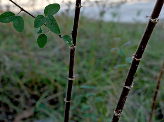 image of Desmodium tortuosum, Florida Tick-trefoil, dixie tick-trefoil