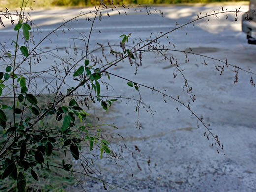 image of Desmodium tortuosum, Florida Tick-trefoil, dixie tick-trefoil