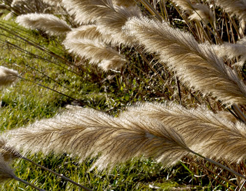 image of Erianthus giganteus, Sugarcane Plumegrass, Giant Plumegrass