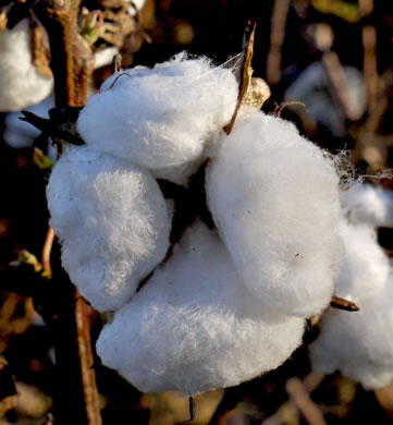 image of Gossypium hirsutum, Upland Cotton, Short-staple Cotton