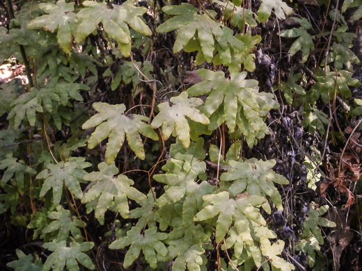 image of Lygodium palmatum, American Climbing Fern