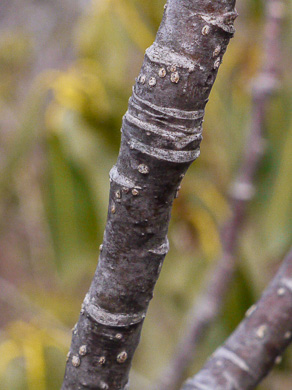 image of Sorbus americana, American Mountain-ash, American Rowan