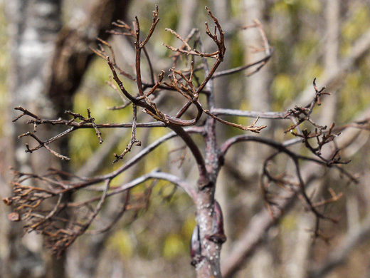 image of Sorbus americana, American Mountain-ash, American Rowan