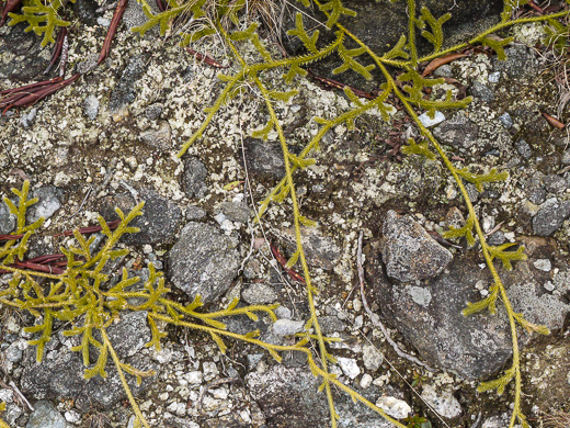 image of Lycopodium clavatum, Staghorn Clubmoss, Running Clubmoss, Ground-pine