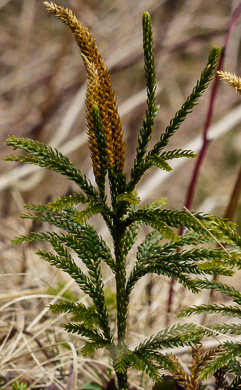 image of Dendrolycopodium obscurum, Flat-branched Tree-clubmoss, Common Ground-pine