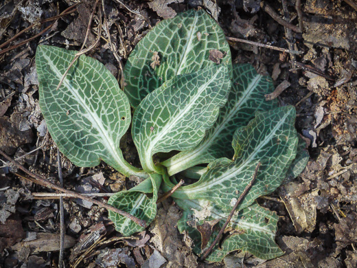 image of Goodyera pubescens, Downy Rattlesnake-orchid, Downy Rattlesnake-plantain