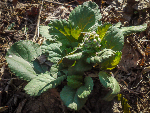 image of Packera obovata, Roundleaf Ragwort, Roundleaf Groundsel, Spatulate-leaved Ragwort, Running Ragwort