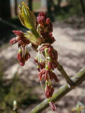 image of Acer negundo var. negundo, Eastern Box Elder, Ash-leaved Maple, River Maple