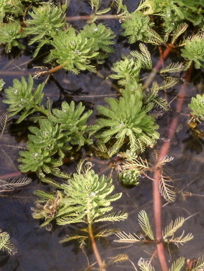 image of Myriophyllum aquaticum, Parrot-feather