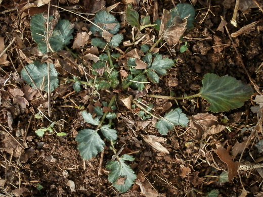 image of Geum virginianum, Pale Avens, Cream Avens