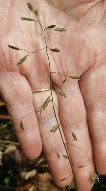 image of Poa autumnalis, Autumn Bluegrass