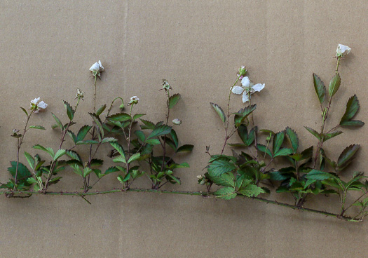 image of Rubus trivialis, Southern Dewberry, Coastal Plain Dewberry