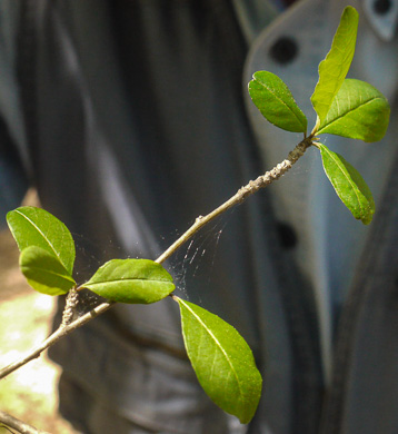 image of Ilex cuthbertii, Cuthbert Holly