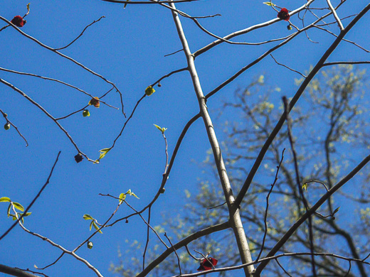 image of Asimina triloba, Common Pawpaw, Indian-banana