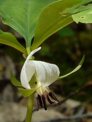 Trillium rugelii, Southern Nodding Trillium