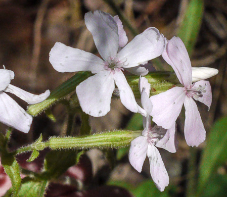 image of Silene caroliniana var. caroliniana, South Carolina Wild-pink, Rock Catchfly, Carolina Pink