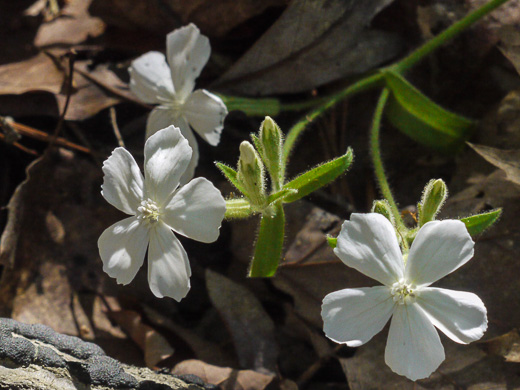 image of Silene caroliniana var. caroliniana, South Carolina Wild-pink, Rock Catchfly, Carolina Pink