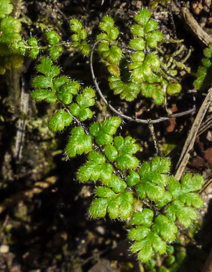 image of Myriopteris lanosa, Hairy Lipfern