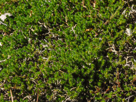 image of Bryodesma rupestre, Rock Spikemoss