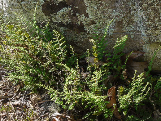 image of Myriopteris lanosa, Hairy Lipfern