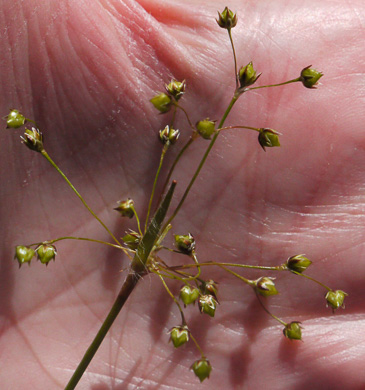 image of Luzula acuminata var. carolinae, Carolina Woodrush, Southern Hairy Woodrush