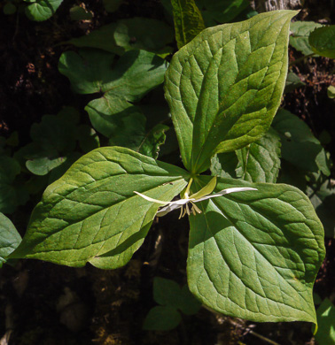 image of Trillium erectum, Red Trillium, Purple Trillium, Stinking Willie, Stinking Benjamin