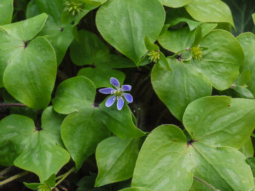 image of Hepatica acutiloba, Sharp-lobed Hepatica, Sharp-lobed Liverleaf