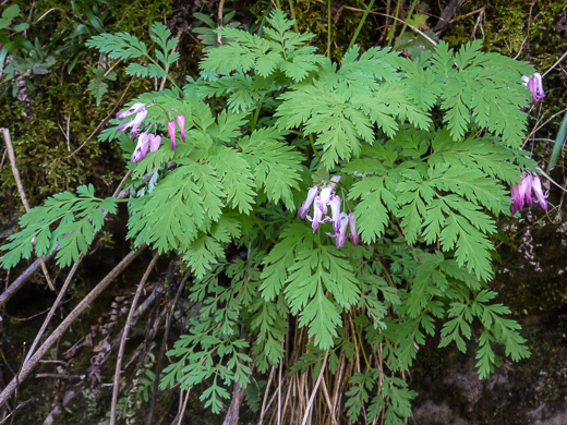 image of Dicentra eximia, Wild Bleeding Heart