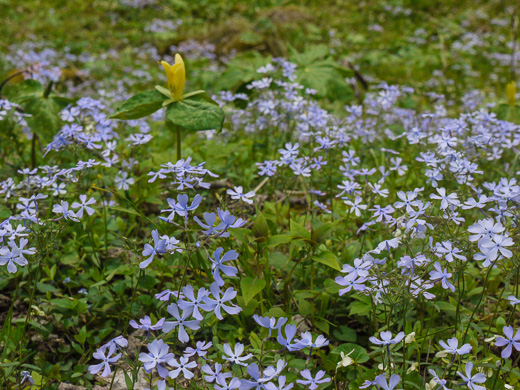 image of Phlox divaricata var. divaricata, Eastern Blue Phlox, Timber Phlox, Blue Woodland Phlox, Wild Blue Phlox