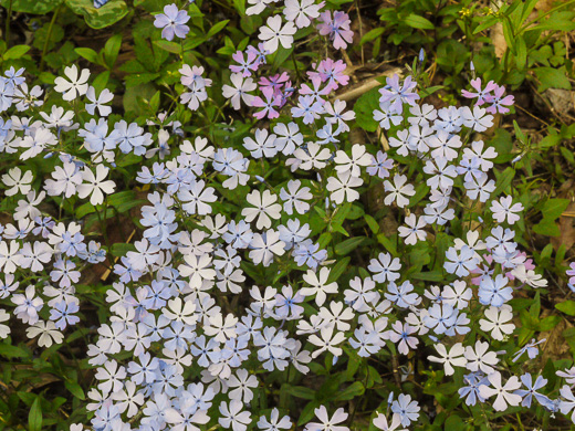 image of Phlox divaricata var. divaricata, Eastern Blue Phlox, Timber Phlox, Blue Woodland Phlox, Wild Blue Phlox