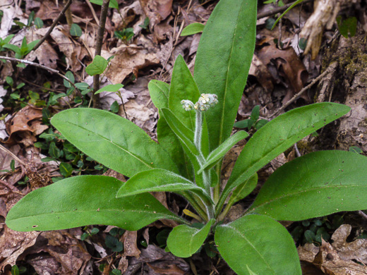 image of Andersonglossum virginianum, Southern Wild Comfrey, Southern Hound’s-tongue