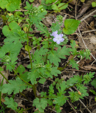 image of Phacelia purshii, Miami-mist