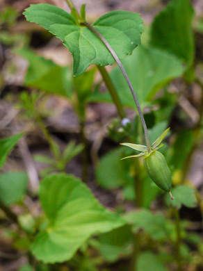 image of Viola eriocarpa, Smooth Yellow Forest Violet, Smooth Yellow Violet