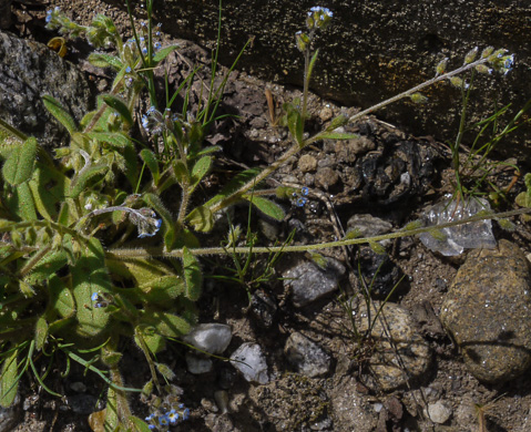 image of Myosotis stricta, Blue Scorpion-grass