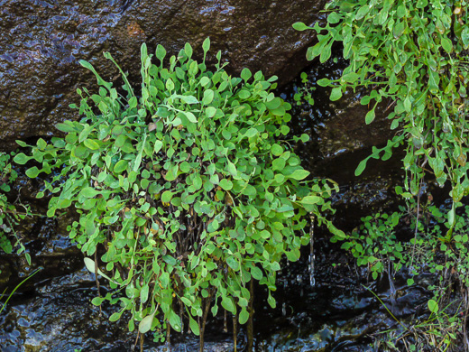 image of Krigia montana, Mountain Dwarf-dandelion, Mountain Cynthia