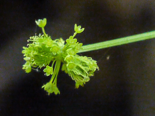 image of Sanicula odorata, Clustered Snakeroot, Clustered Sanicle, Yellow-flowered Snakeroot, Fragrant Snakeroot