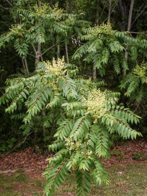 Ailanthus altissima