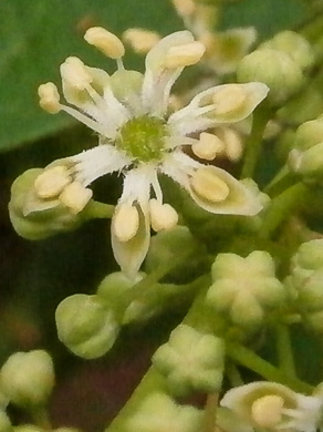 image of Ailanthus altissima, Ailanthus, Tree-of-heaven, Stink-tree