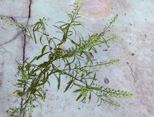 image of Lepidium virginicum var. virginicum, Poor Man's Pepper, Peppergrass