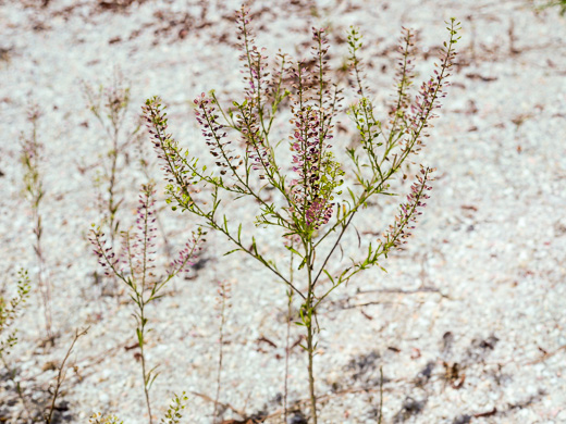 image of Lepidium virginicum var. virginicum, Poor Man's Pepper, Peppergrass