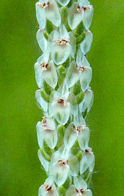 Plantago wrightiana, Wright's Plantain